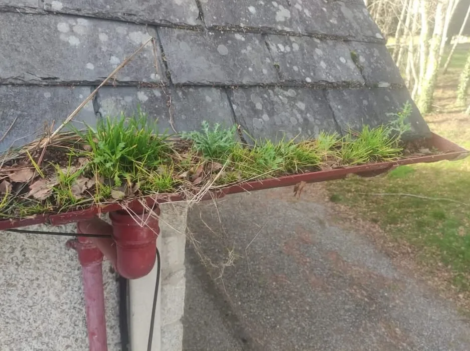 Gutter overflowing with grass and moss above the downpipe