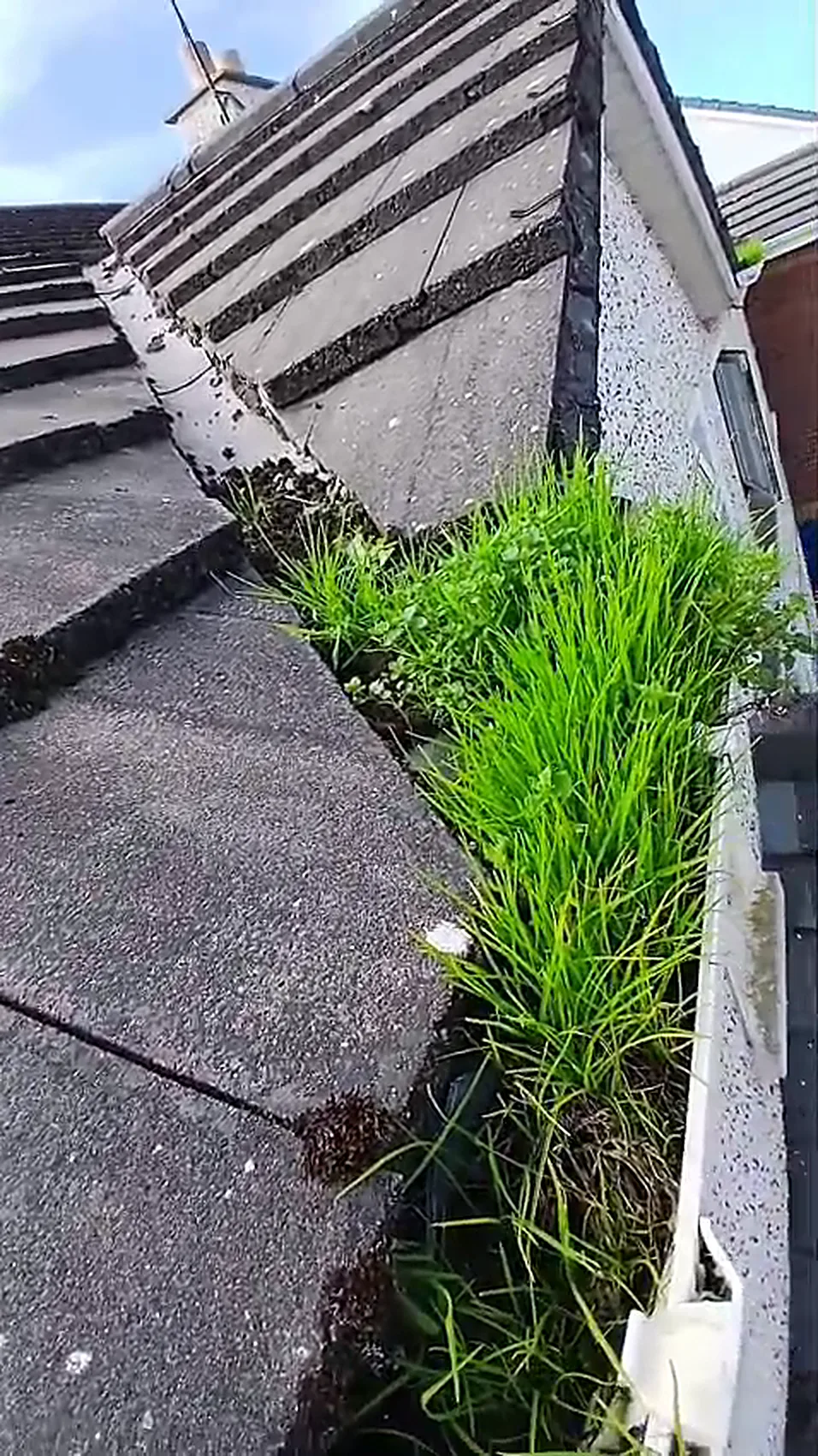 Gutter completely blocked with grass and moss before cleaning
