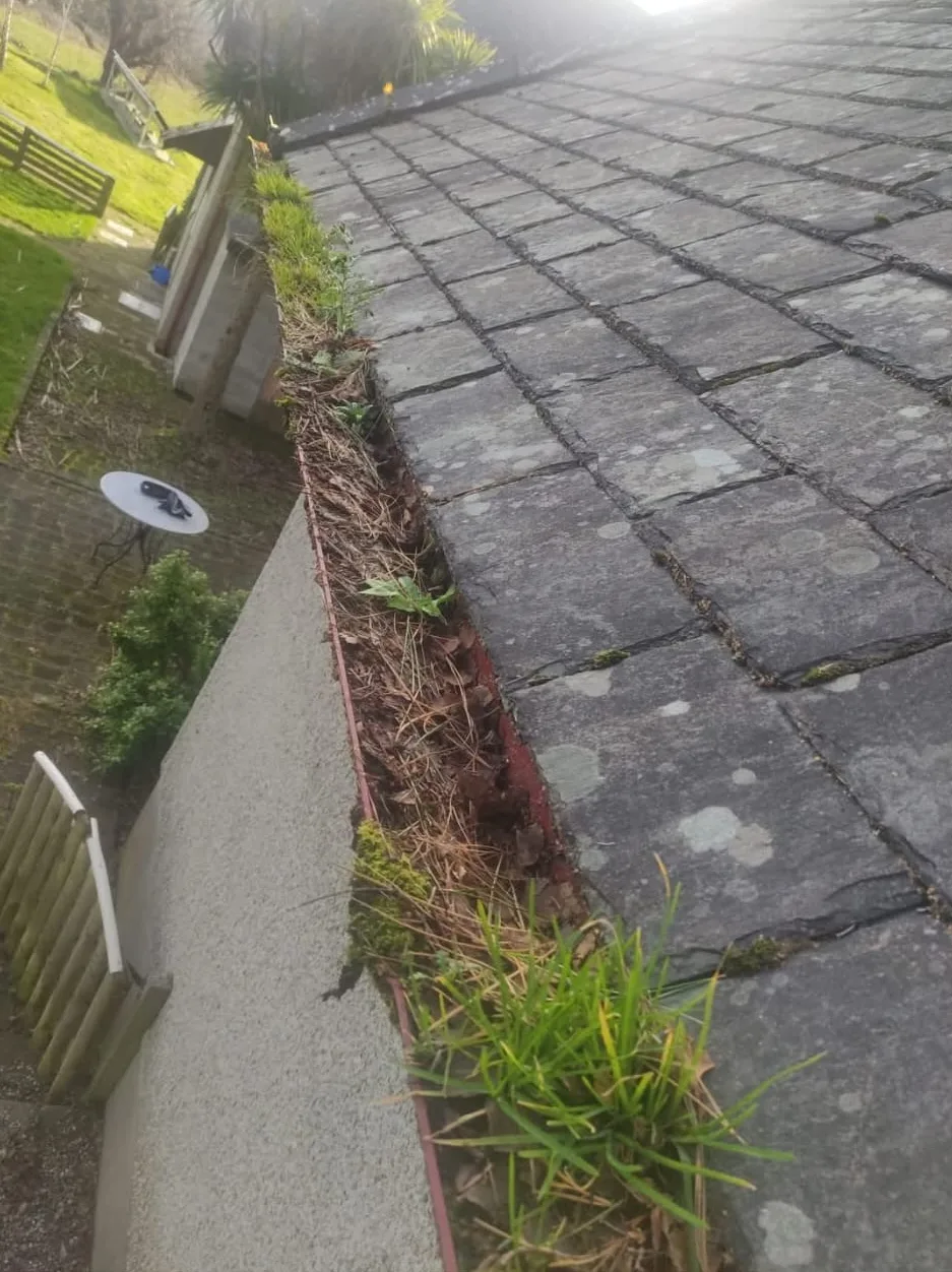 Long gutter run full of moss, leaves and grass
