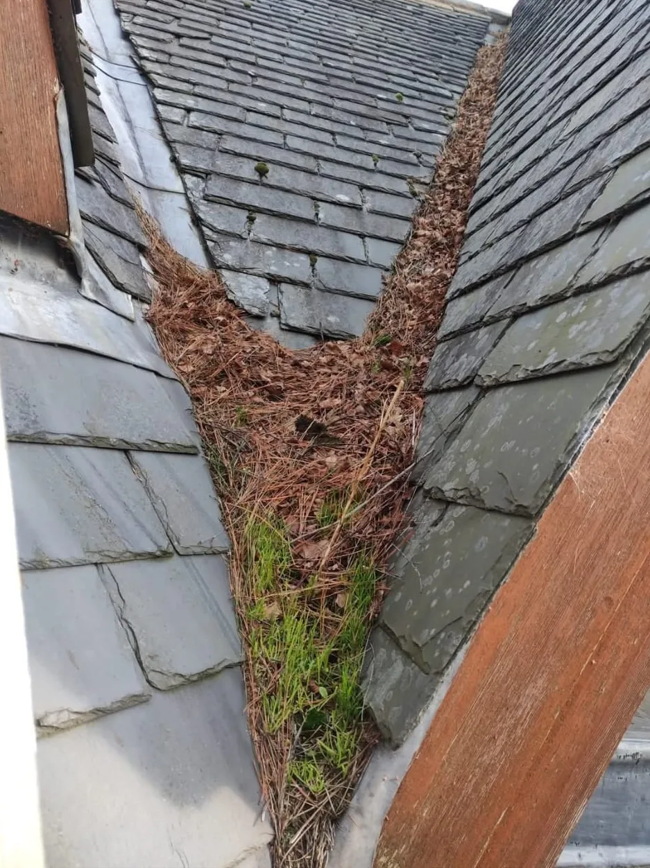 Roof valley choked with pine needles, moss and grass