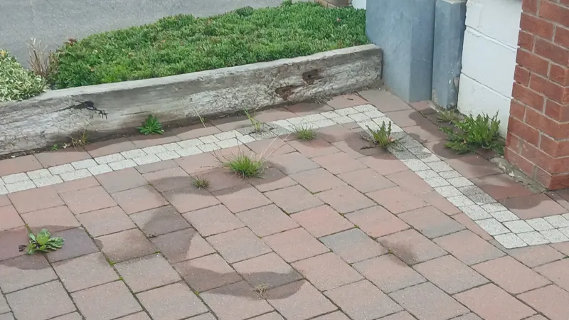 Stage 1 — weed killer applied; the wet marks show where each weed has been treated